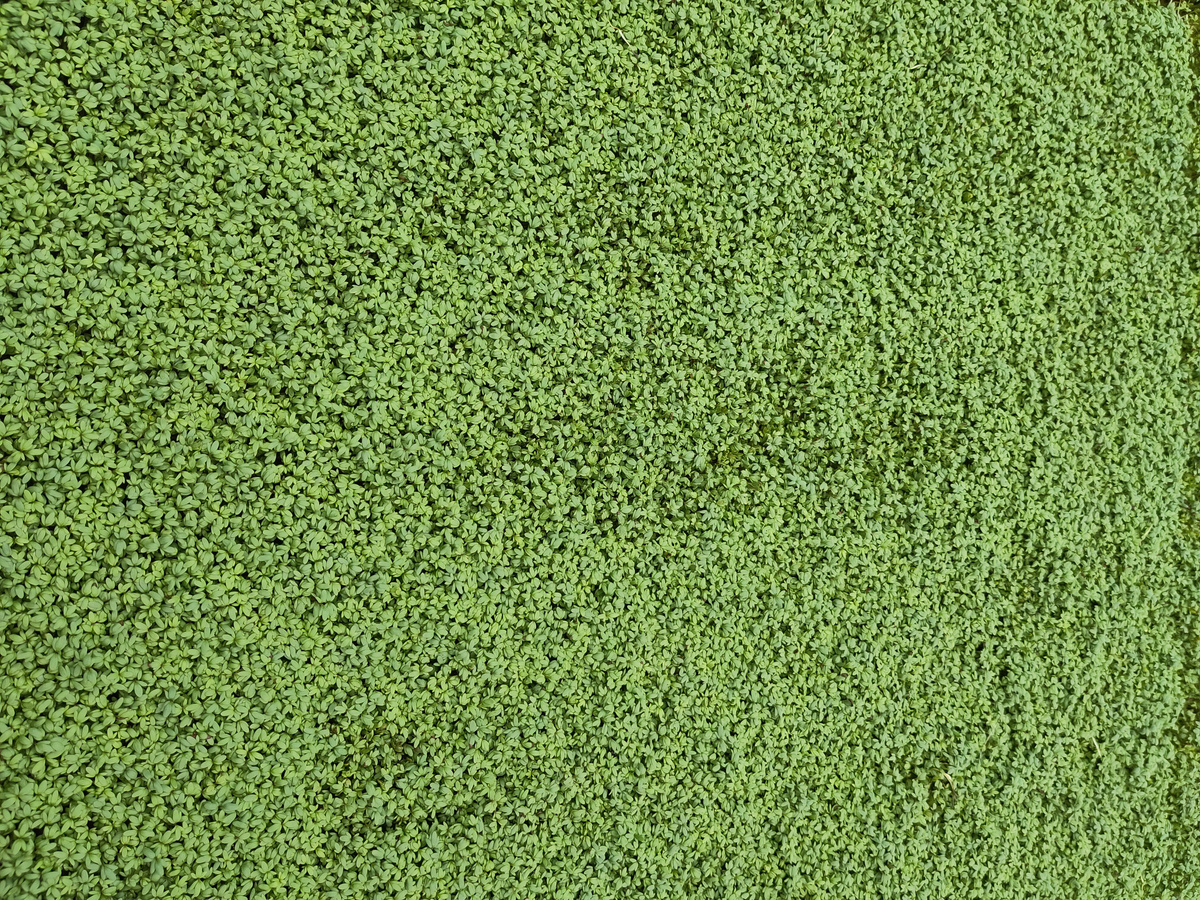 Saisonale Spezialität: Bitterorangen