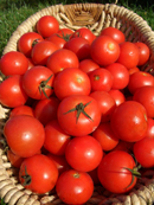 Produktfoto zu Waldpferdehof Tomaten